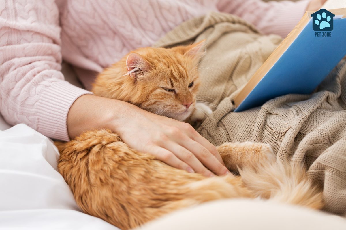 orange cat next to owner reading book