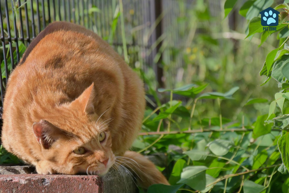 orange cat rubbing face on bricks outside