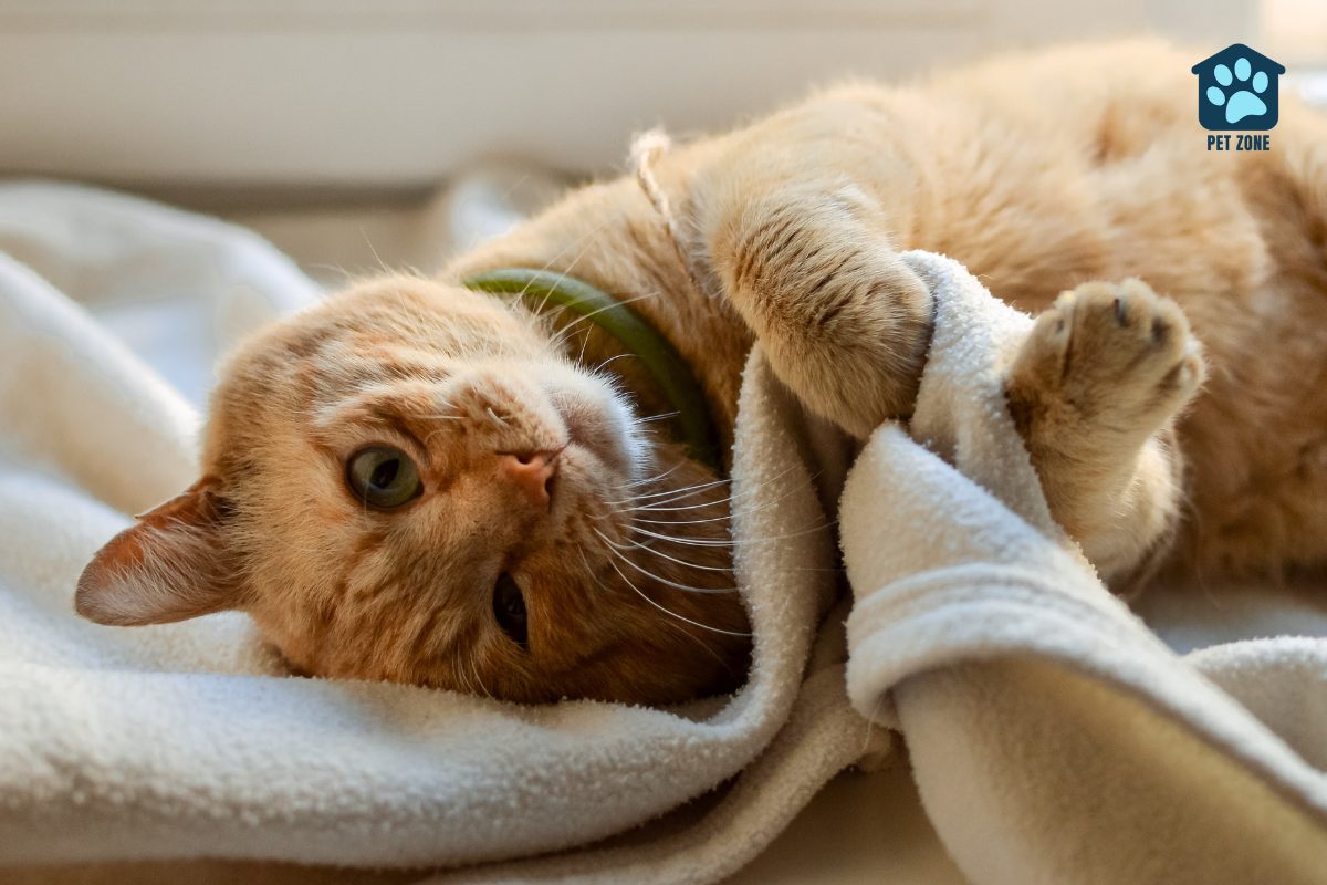 orange tabby cat with green collar snuggling in a blanket