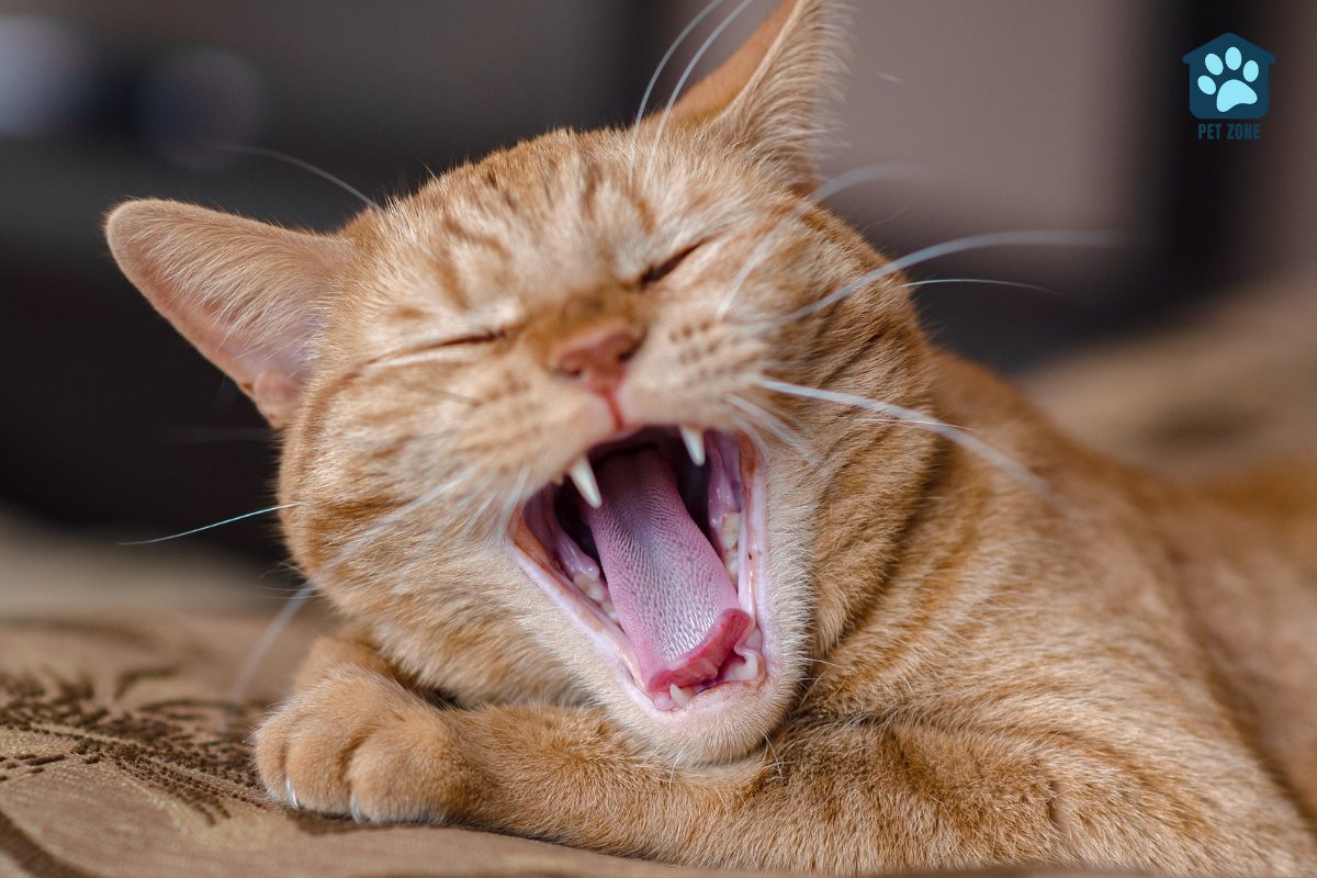 orange tabby cat yawning showing teeth