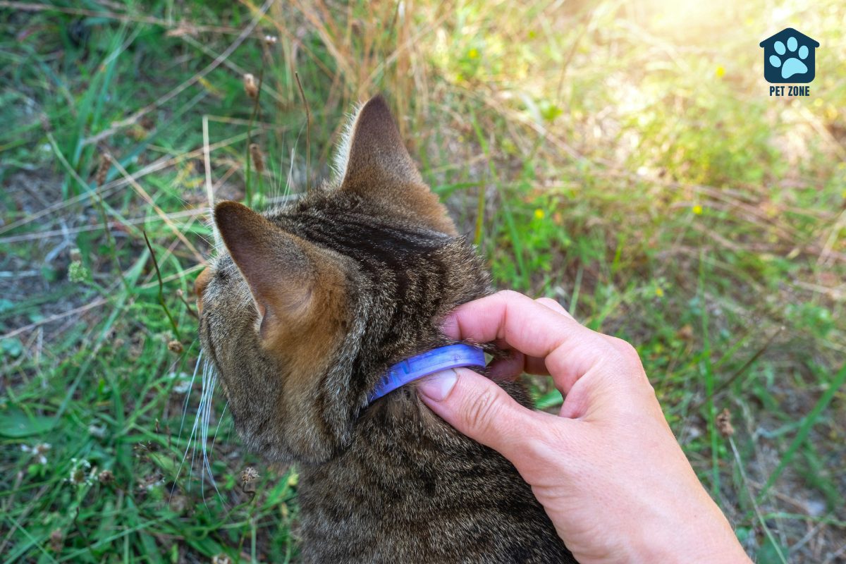 owner adjusting cats flea collar