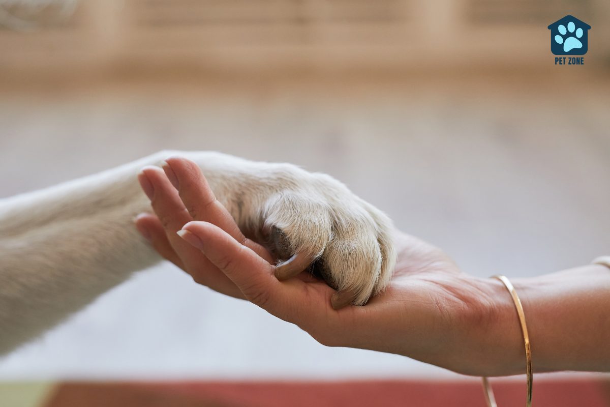 owner holding dogs paw
