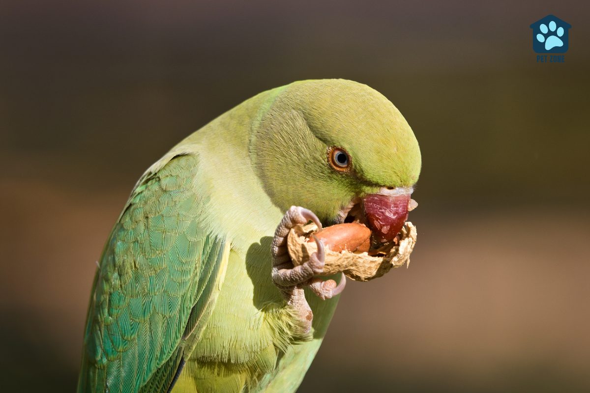 parakeet eating peanut held in foot