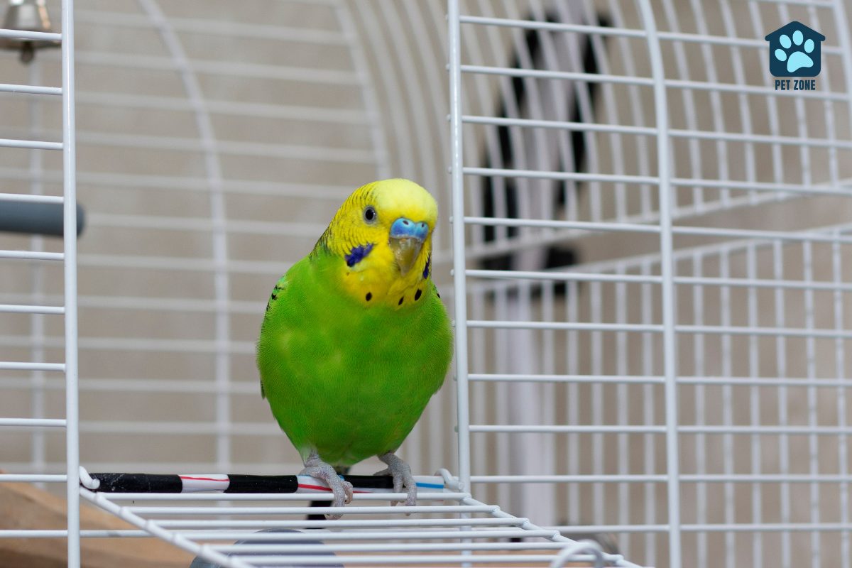 parakeet standing in cage door