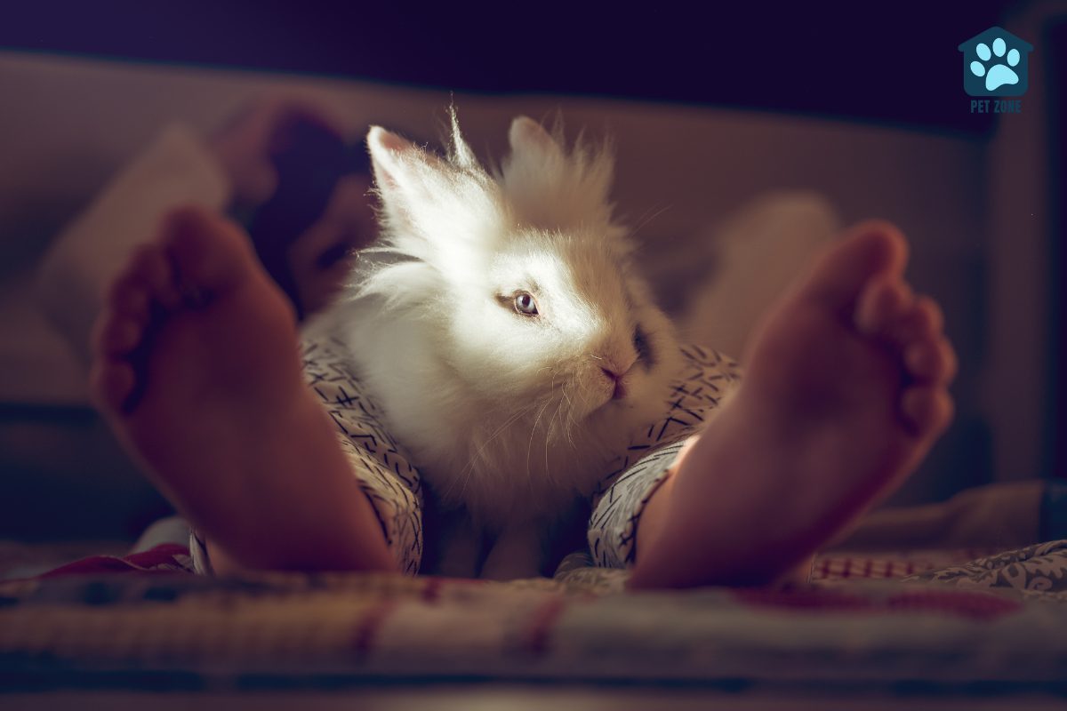 rabbit laying on boys legs in bed