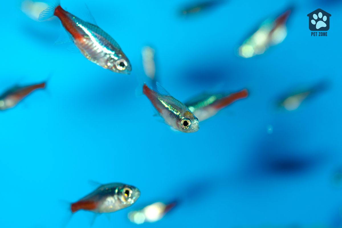 several neon tetras in blue water