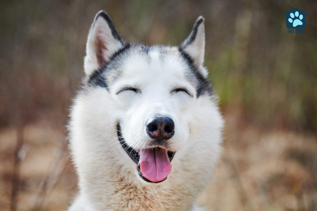 siberian husky dog smiling with eyes closed