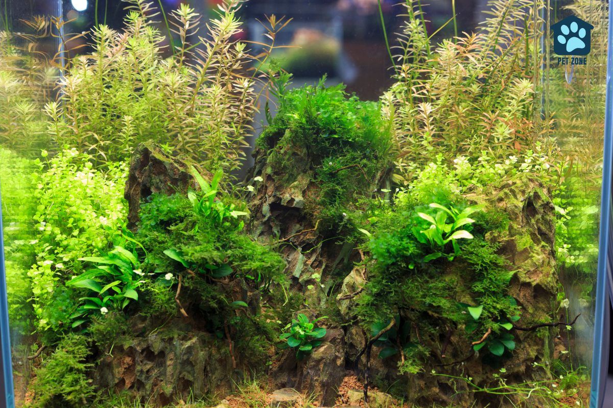 small aquarium with plants