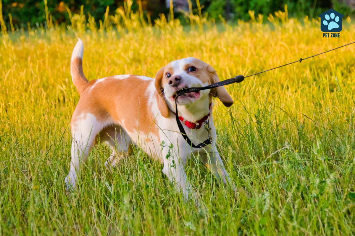 stubborn beagle pulling on leash