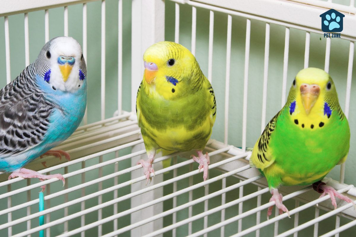 three parakeets in a cage