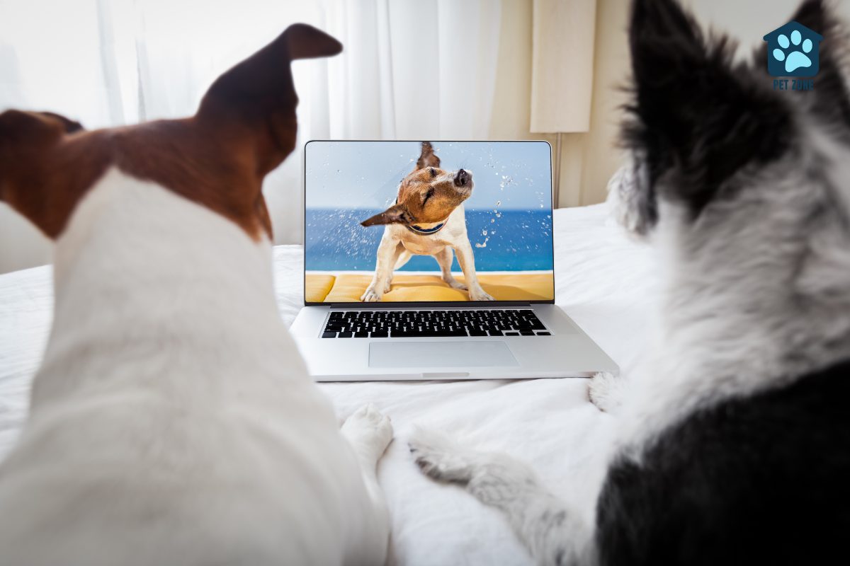 two dogs watching movie on laptop
