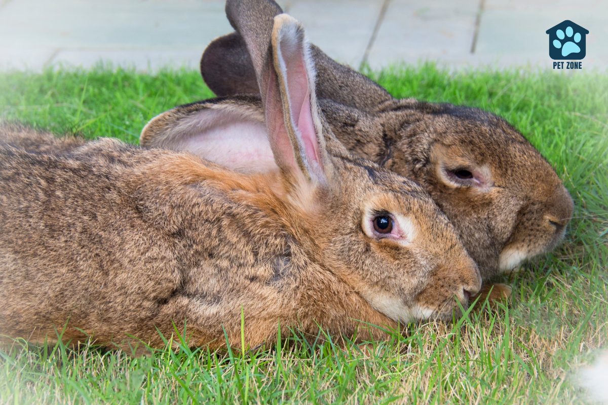 two flemish giants sitting on grass