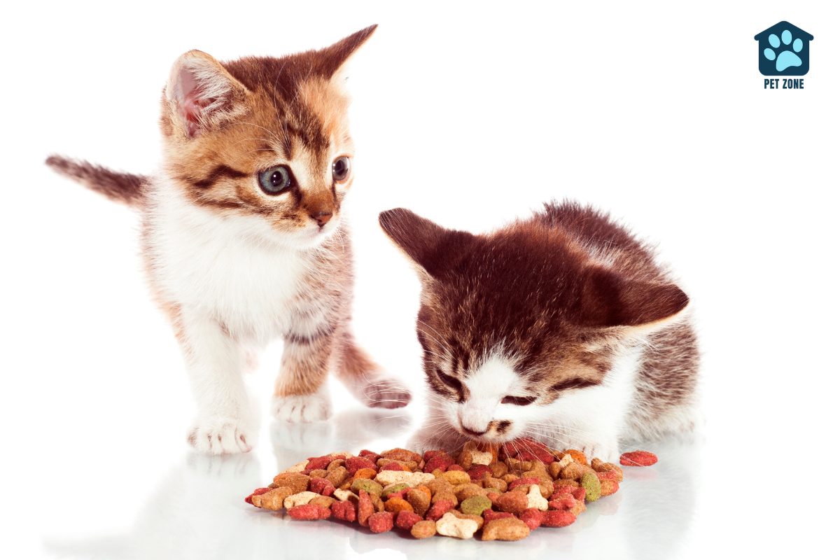 two kittens eating dry food