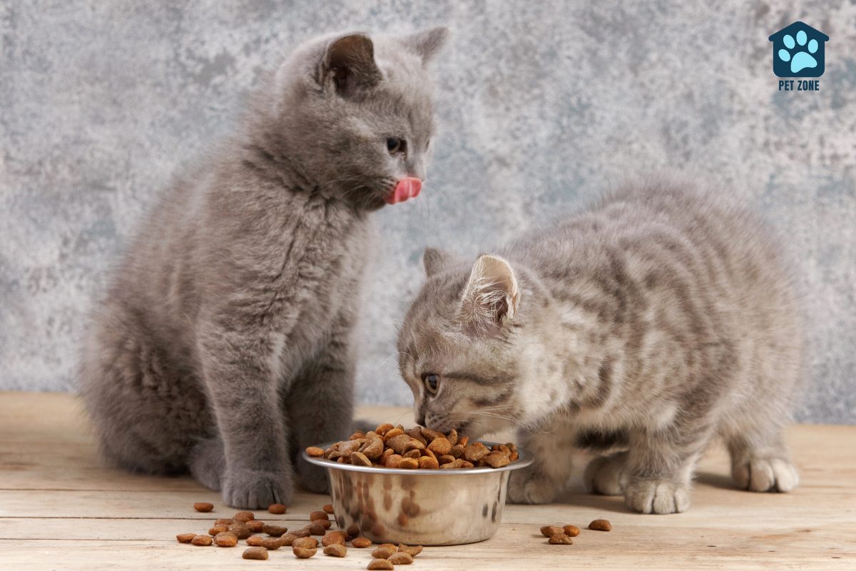 two kittens eating from metal bowl