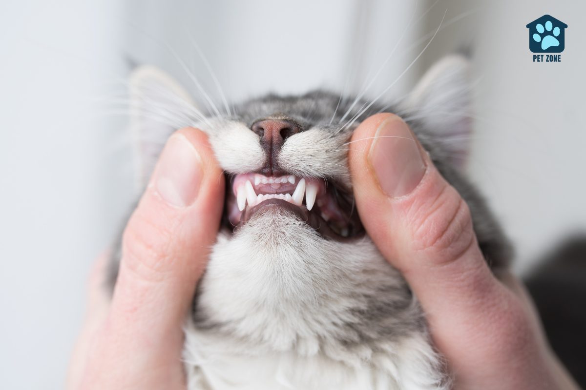 vet examining young cats teeth