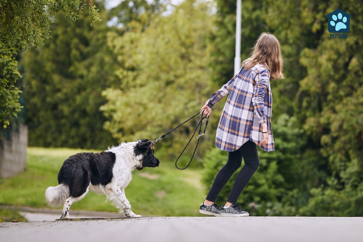 woman pulling on leash to move stubborn dog