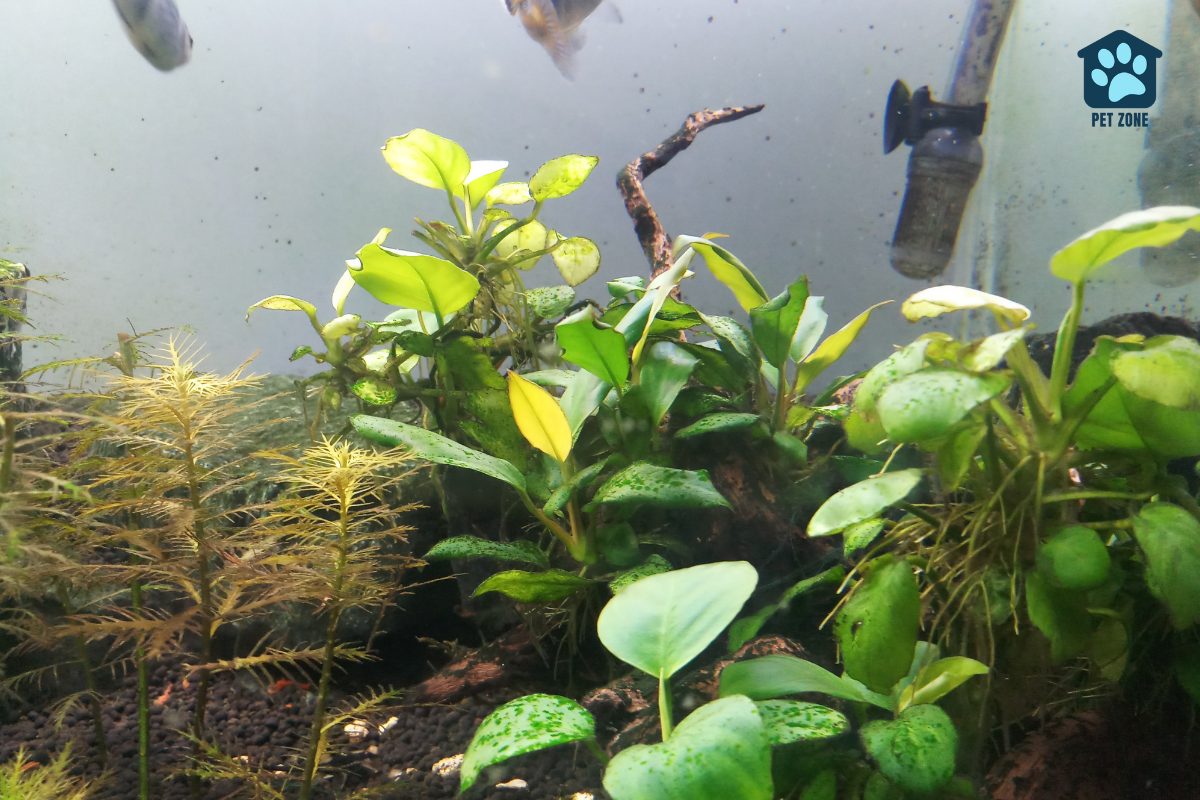 yellowing plants in fish tank