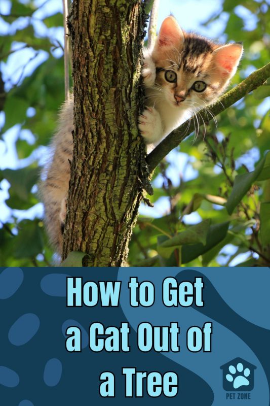 How To Get A Cat Out Of A Tree
