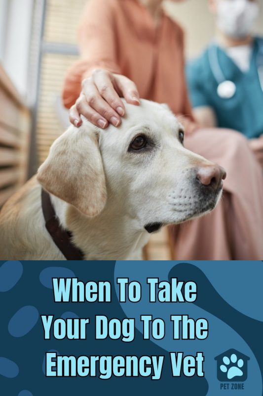 When To Take Your Dog To The Emergency Vet