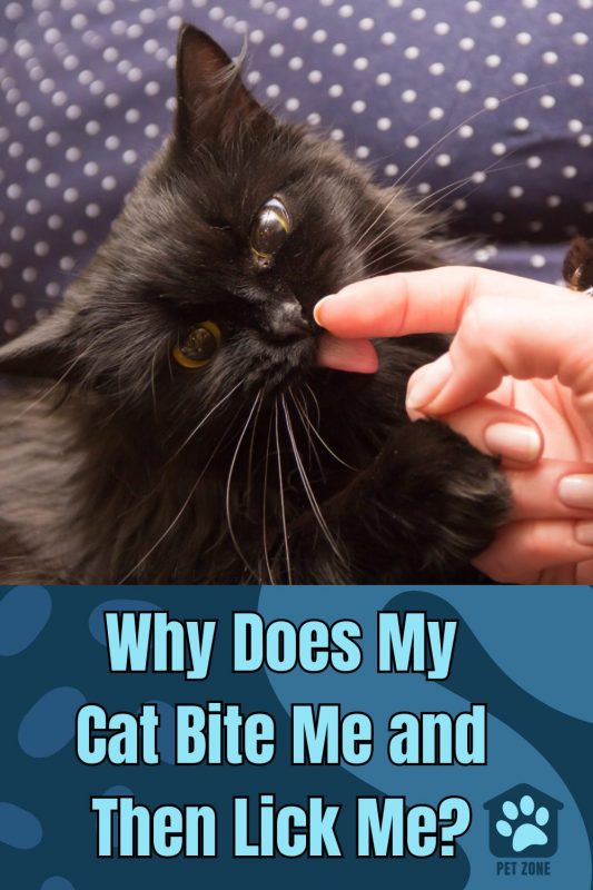 Why Does My Cat Bite Me and Then Lick Me?