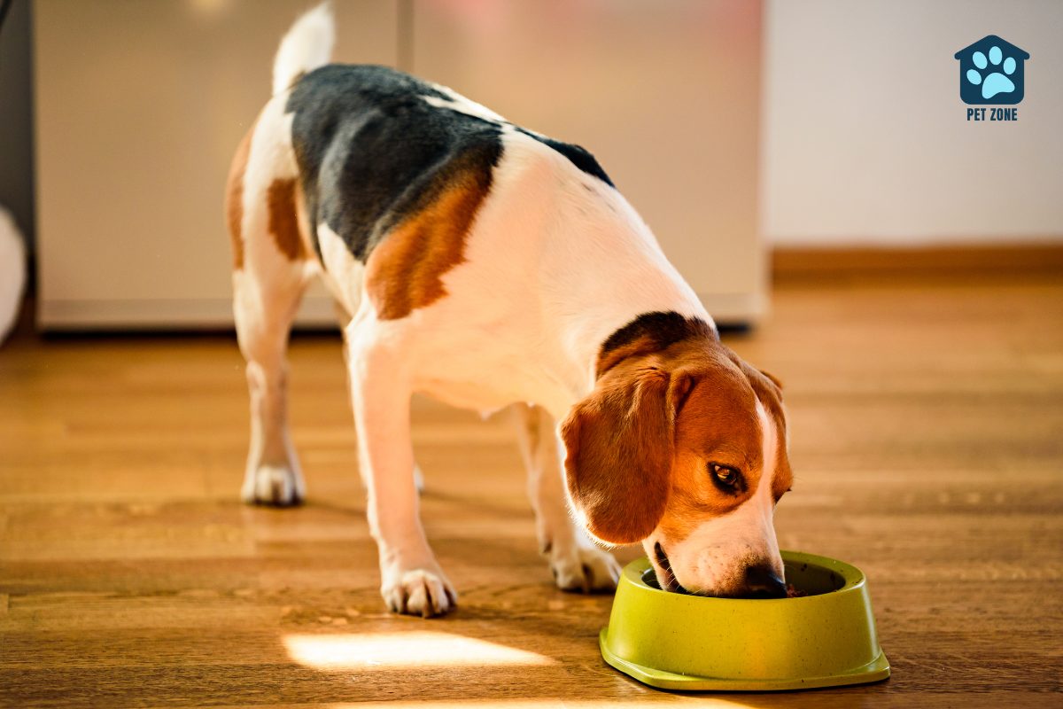 beagle eating canned food from bowl