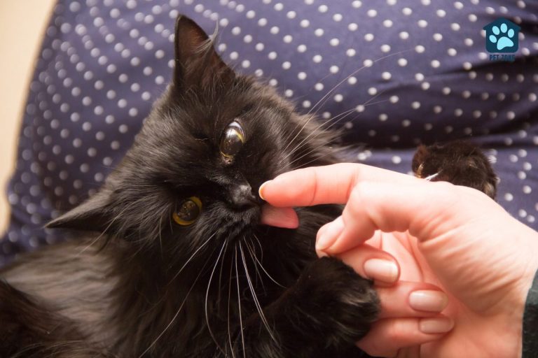 black cat licking owners finger