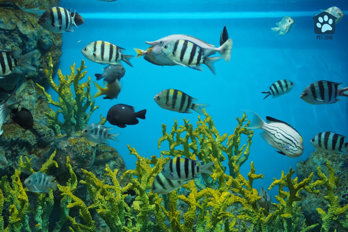 fish swimming in tank