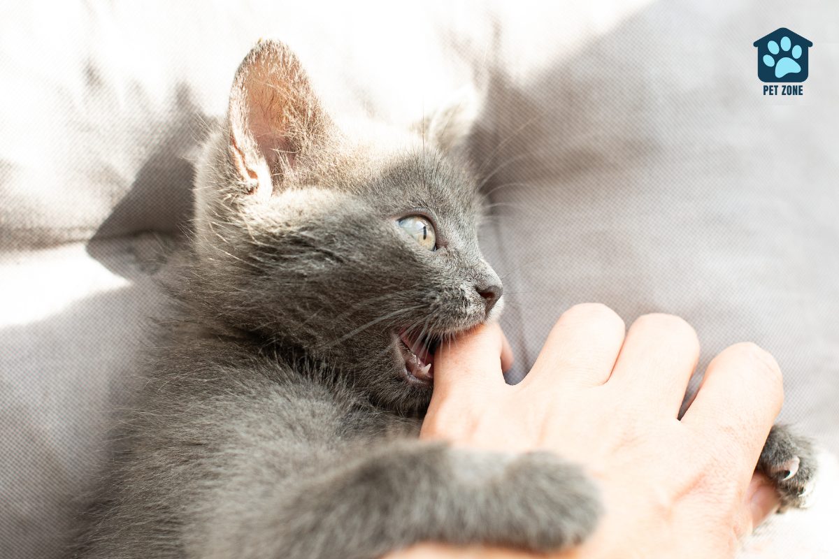 gray kitten biting owners finger