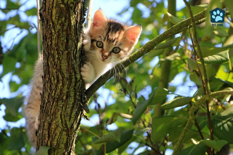 kitten stuck in a tree