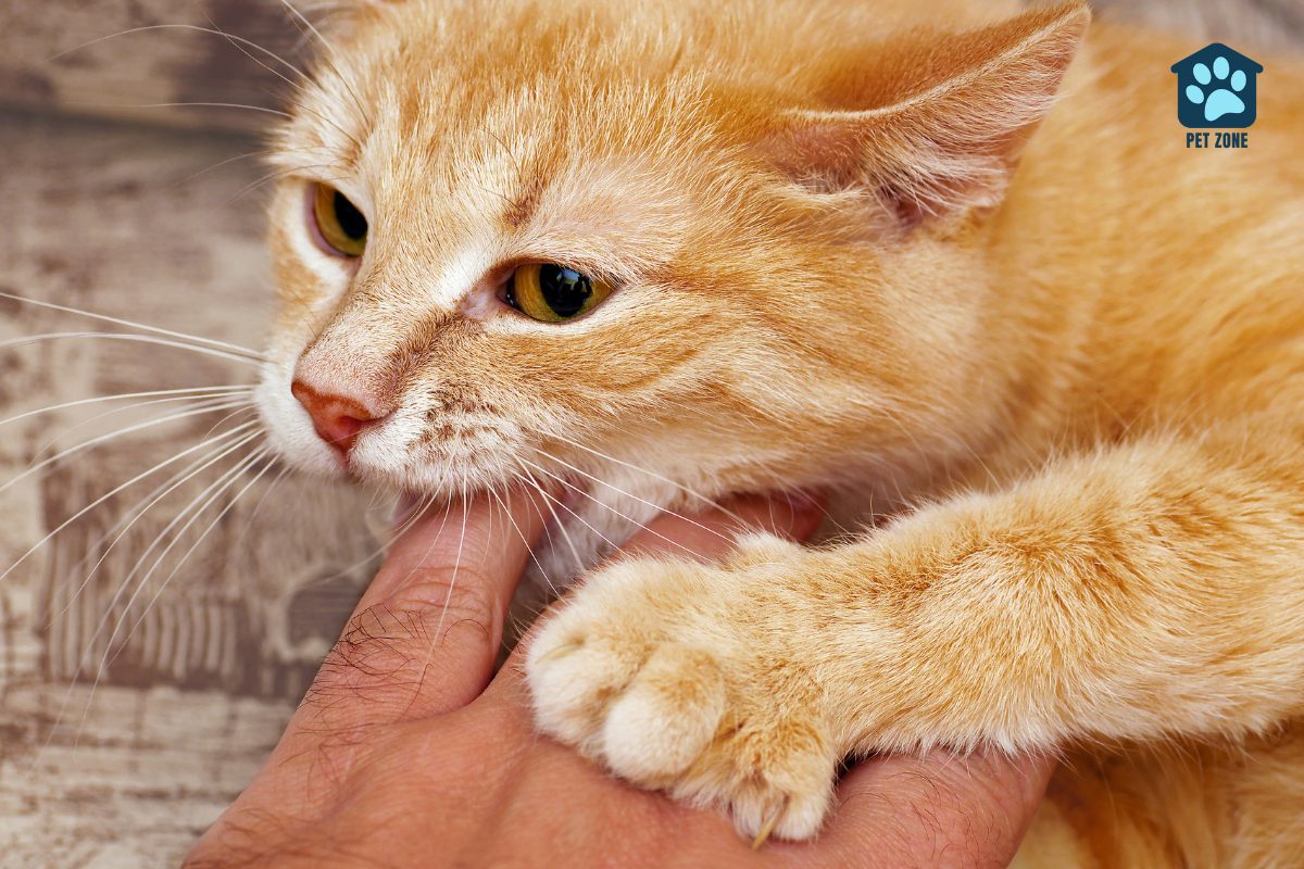 orange tabby biting owners finger