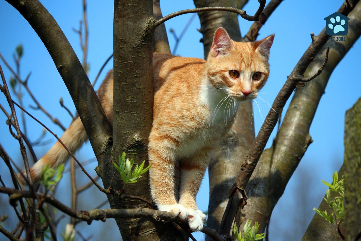 orange tabby cat stuck in tree