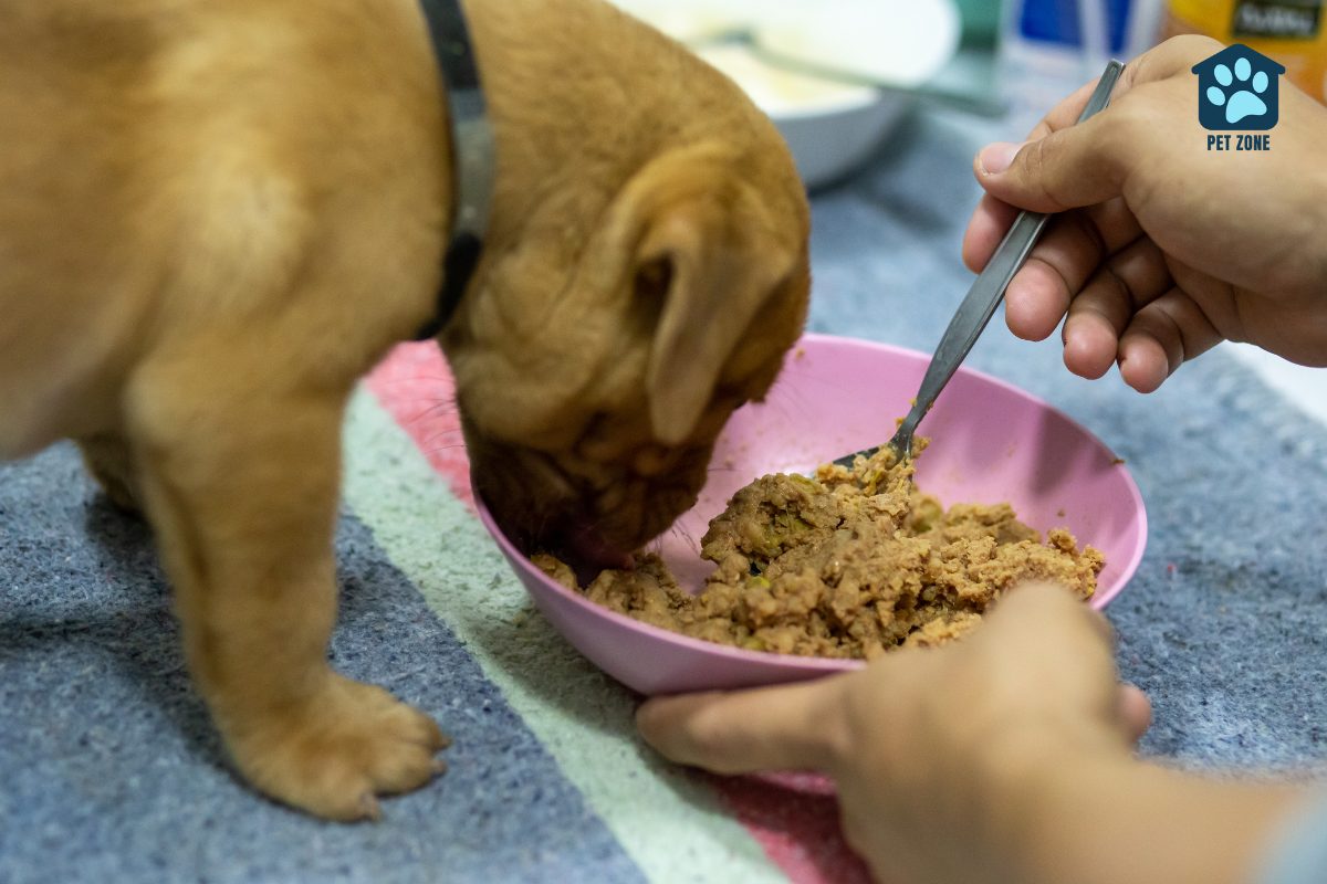 serving wet dog food to puppy