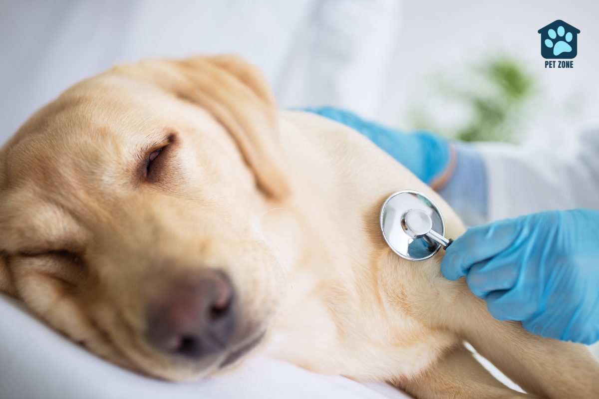 vet examining sick dog with stethoscope