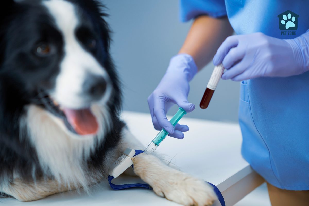 vet taking blood from dog