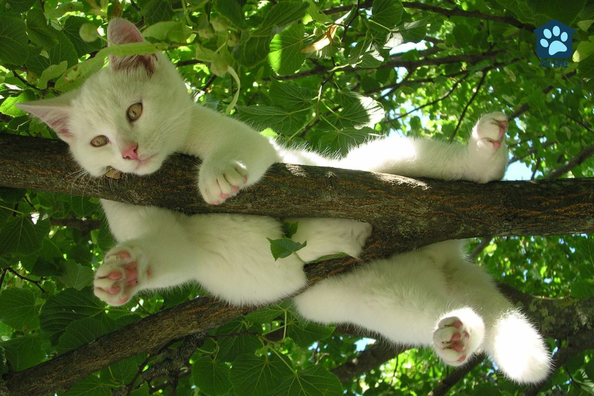 white cat stuck on branch in tree